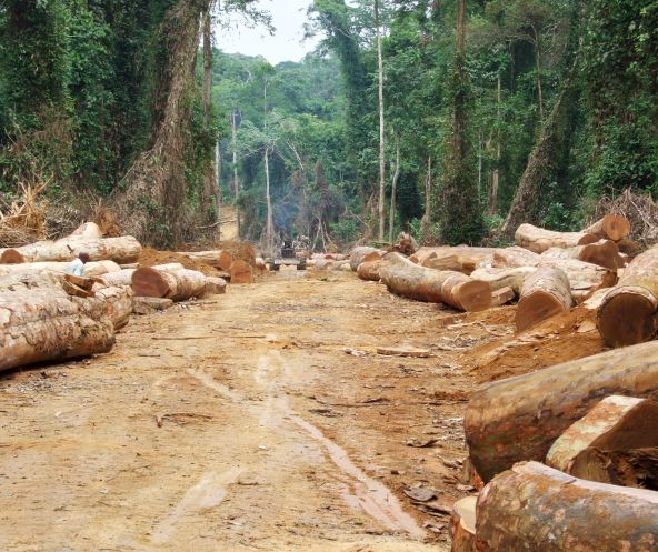 Gefällte Urwaldstämme liegen rechts und links an einer Holzfällerpiste im Regenwald