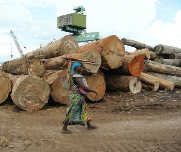 Holz im Hafen von Kinshasa