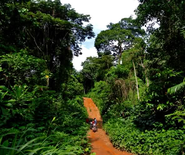 Eine Urwaldpiste zieht sich durch den Regenwald im Cross River Nationalpark