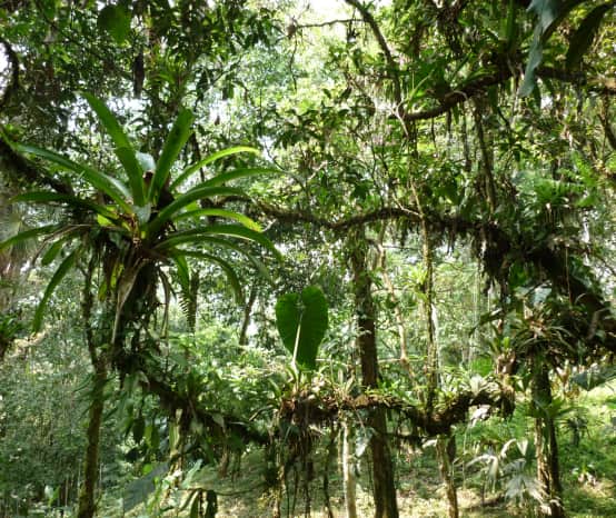 Epiphyten im ecuadorianischen Regenwald