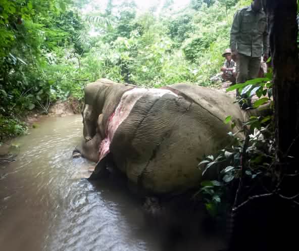 Gewilderter und gehäuteter Elefant in Myanmar