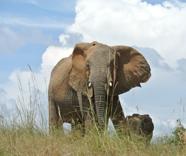 Elefanten, Uganda