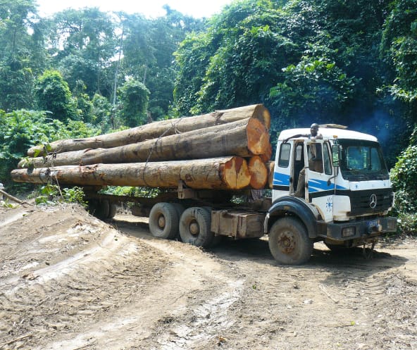 Ein Holzlaster transportiert Tropemholzstämme im Regenwald von Afrika
