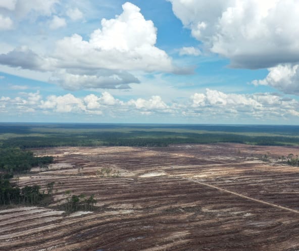 Torfmoor auf Borneo