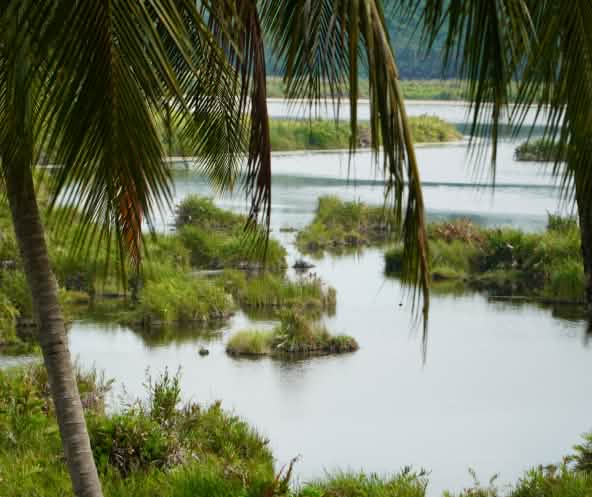 Blick auf das Ökosystem Paya Nie, Sumatra
