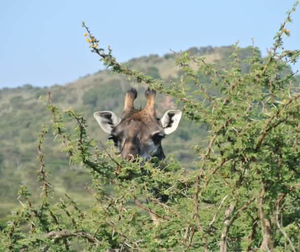 Giraffe späht durch einen mit Dornen bewachsenen Baum – zu sehen ist nur der Kopf