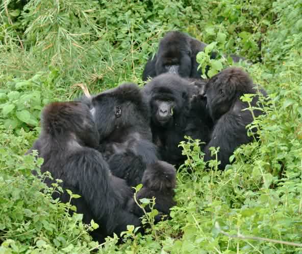 Gorillas im Virunga Nationalpark, November 2021