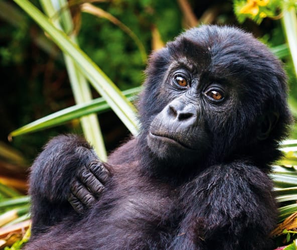 Gorilla