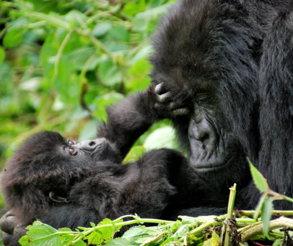 Gorilla-Mutter schmust mit Baby