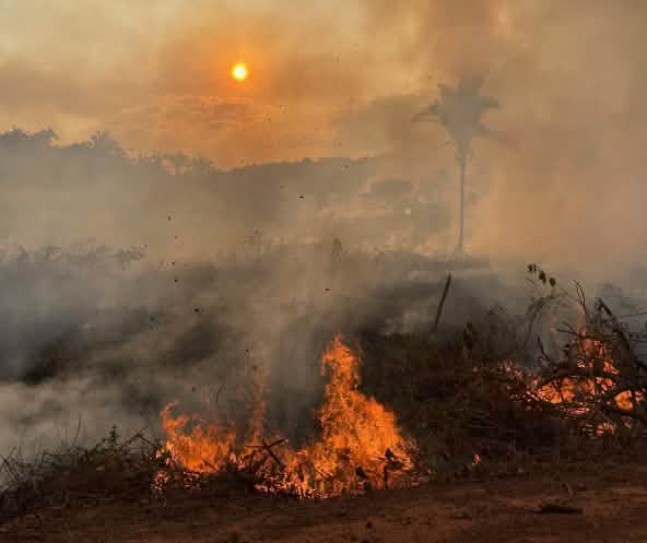 Flammen und Rauch auf einer Brandrodung im Regenwald verhüllen die Vegetation und den Himmel