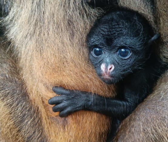 Ein Baby eines Weißstirnklammeraffen schaut aus dem Fell der Mutter