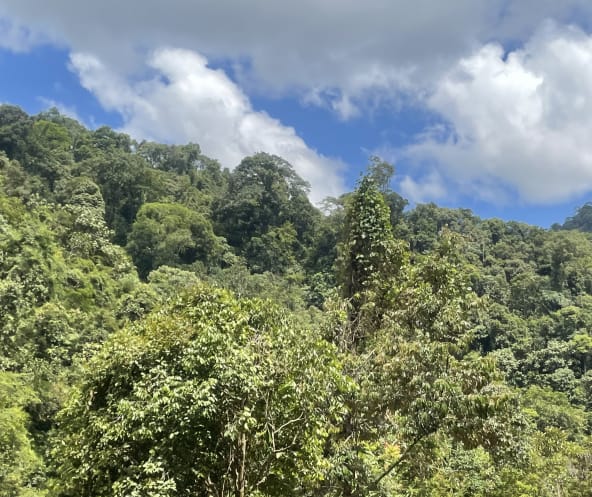 Regenwald in Indonesien