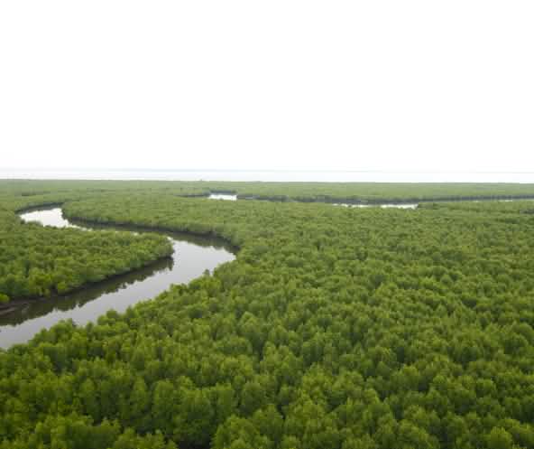 Dichter Mangrovenwald aus der Vogelperspektive. Ein Fluss schlängelt sich durch den Wald bis an die Küste am Horizont.
