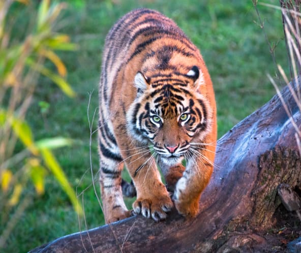 Sumatra-Tiger