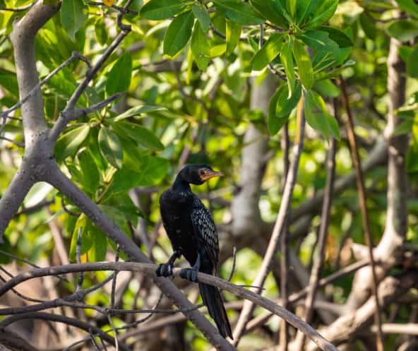 Kormoran zwischen Mangroven