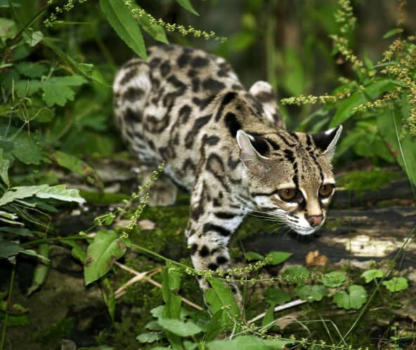 Langschwanzkatze(Margay)