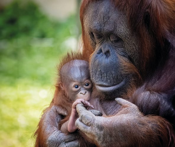 Orang-Utan-Mutter-Kind