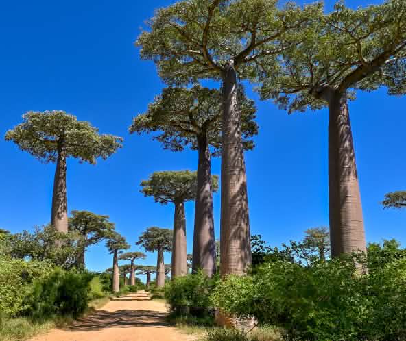 Baobab-Baumallee in Madagaskar