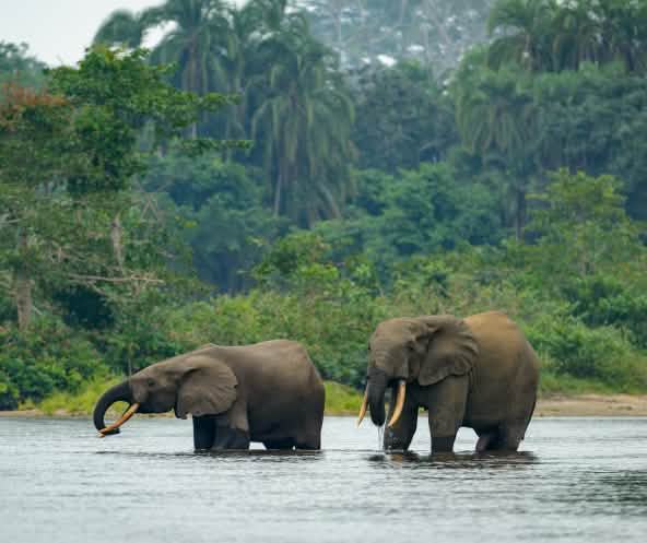Waldelefanten im Wasser