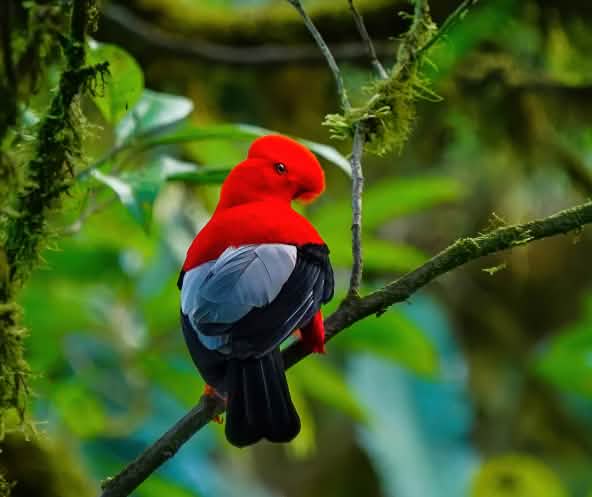 Andenfelsenhahn sitzt auf einem Ast