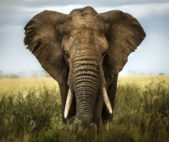 Elefant in der Savanne
