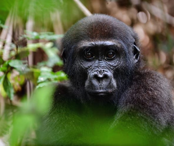 Westlicher Flachland Gorilla