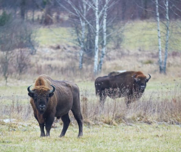 Wisent im Bialowieza-Wald in Polen