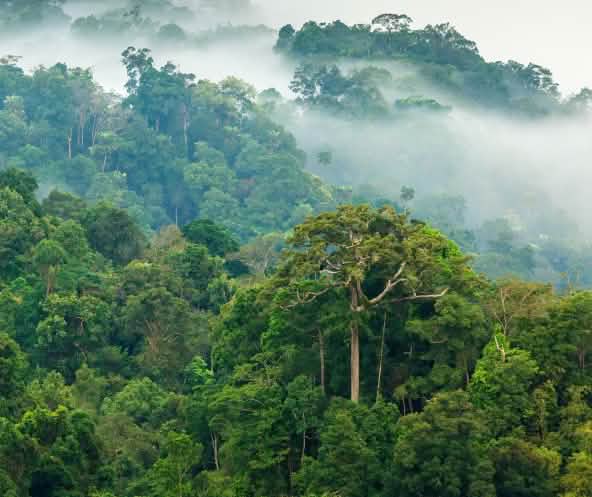 Regenwald Nebel