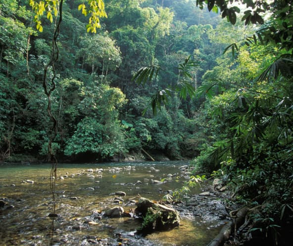 Regenwald im Gunung Leuser Nationalpark