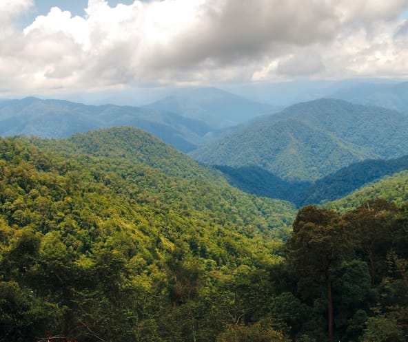 Regenwald im Leuser-Nationalpark