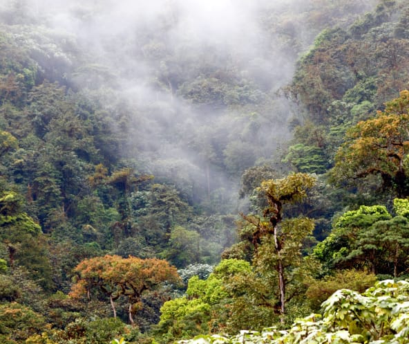 Nebelwald in Los Cedros, Ecuador