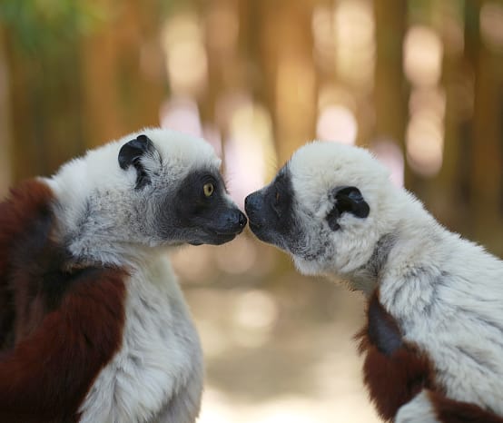 Primaten auf Madagaskar