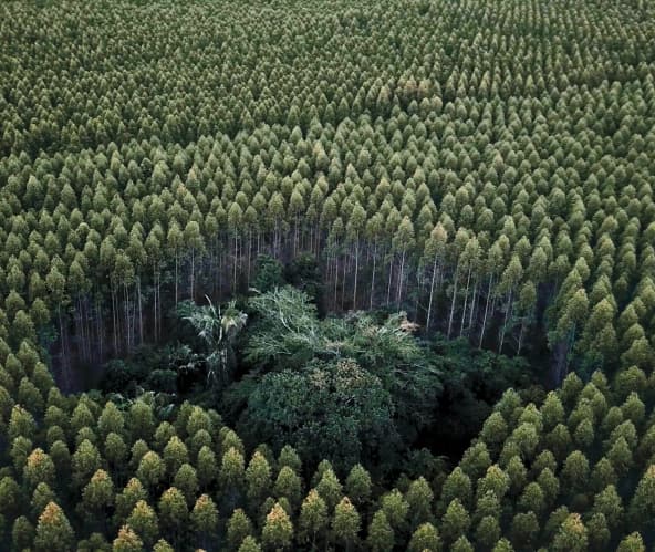 Eukalyptus erstickt Regenwald