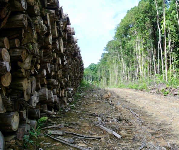 Abholzung auf Borneo