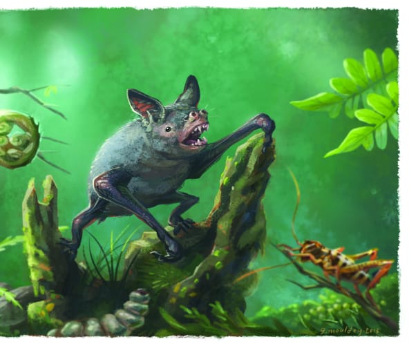 Illustration-Fledermaus