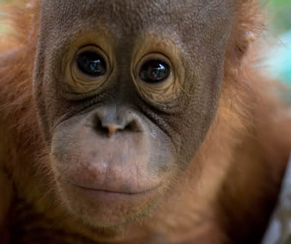Nahaufnahme Orang-Utan-Gesicht