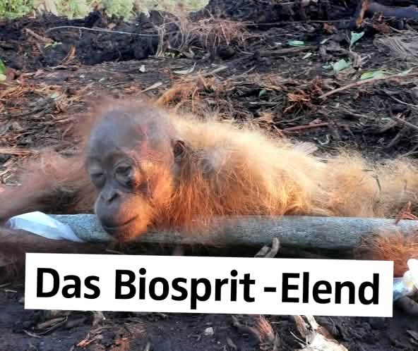 Gefesselt und halbtot Orang-Utan