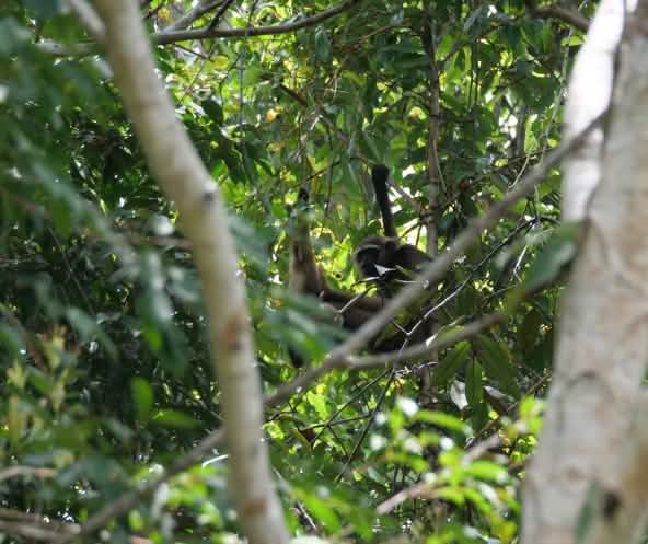 Gibbon versteckt im Baum