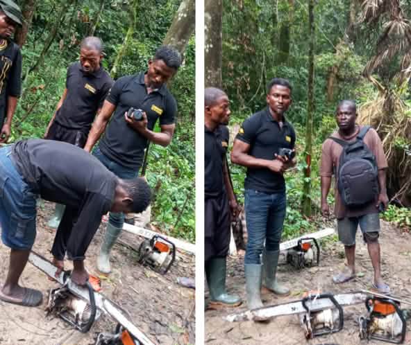 Eco-Guards beschlagnahmen Motorsägen