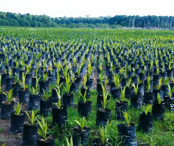 Palmölplantage, Borneo, Indonesien