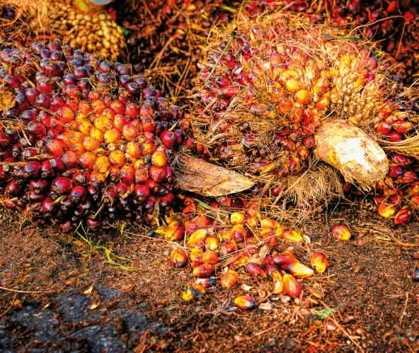 Palmfrüchten