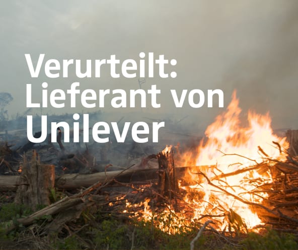 Feuer und Rodung für Palmöl