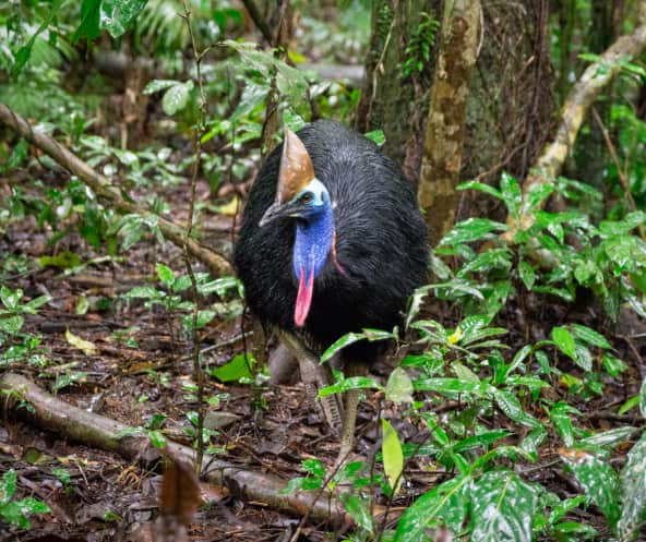 Kasuar im Daintree Regenwald, Australien
