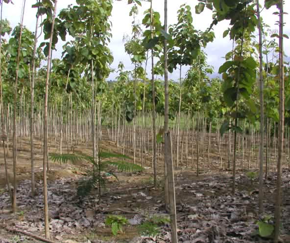 Teak-Plantage in Esmeraldas