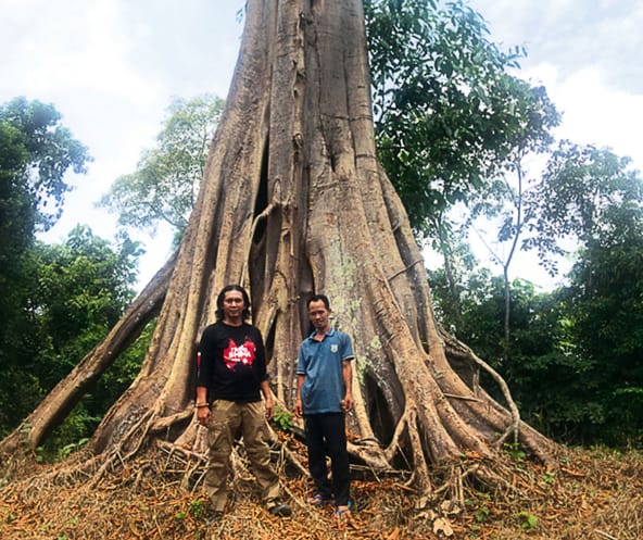 Feri Irawan (links) und Marhoni vor einem Baumriesen im Wald von Sepintun