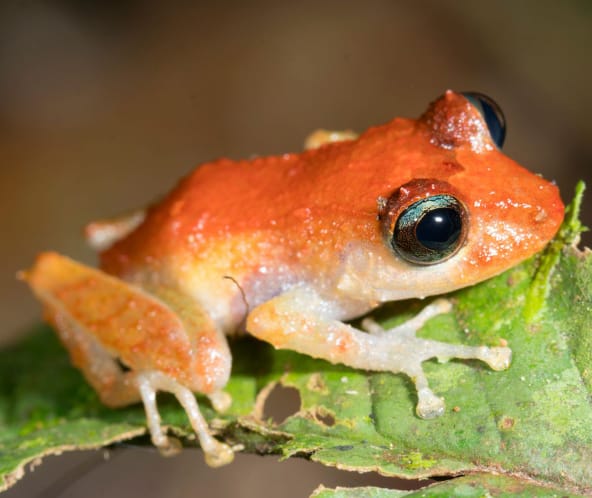 Ein Frosch sitzt auf einem Blatt