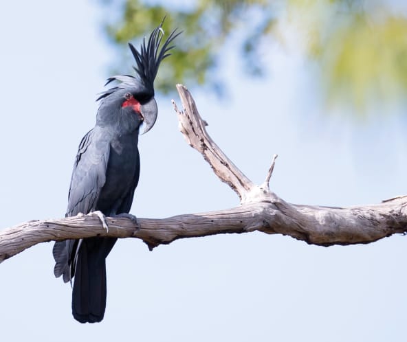 Palmkakadu