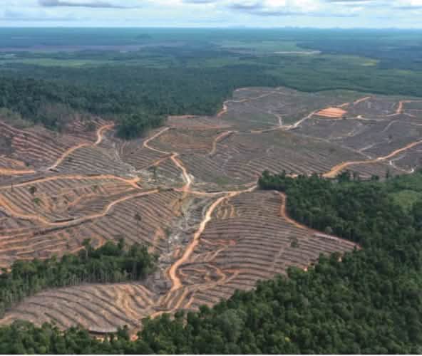 Blick auf Anlage für Holzplantage auf Hügeln