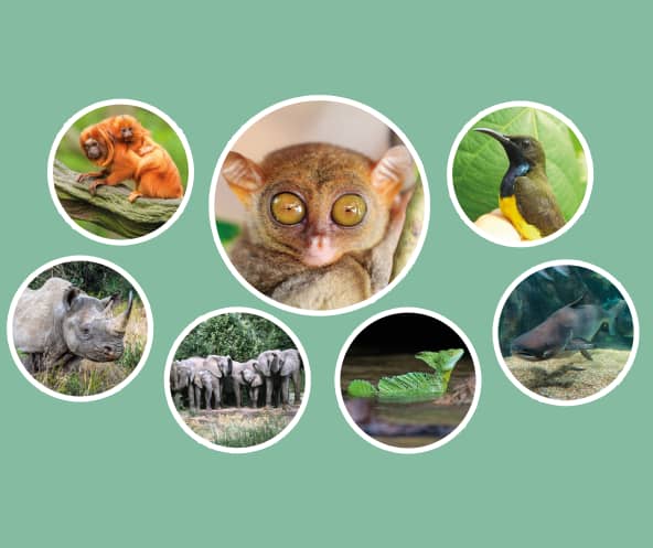 Montage Aufmacher Tiere