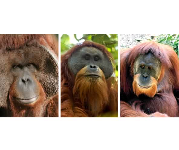 Montage Orang-Utans